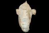 Fossil Oreodont (Merycoidodon) Skull - Wyoming #175648-3